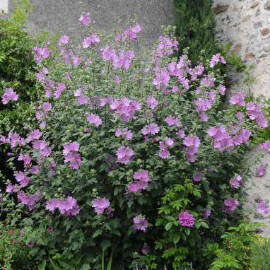 Lavatera olbia 'Rosea' - Malva | Achat direct au producteur