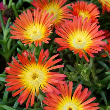 Delosperma 'WoW Fire Wonder' - Delosperma | Achat direct au producteur