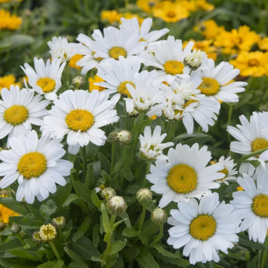 Leucanthemum 'Silberprinzesschen' | Achat direct au producteur