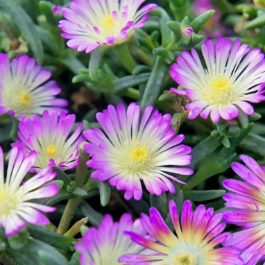 Delosperma nubigenum 'WoW Violet Wonder' | Achat producteur