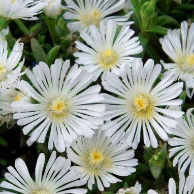 Delosperma 'WoW White Wonder' - Delosperma | Achat producteur