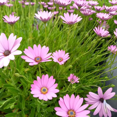 Dimorphoteca ecklonis rose - Ostéospermum | Achat producteur