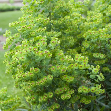 Euphorbia martinii - Euphorbe de Martin | Achat direct au producteur