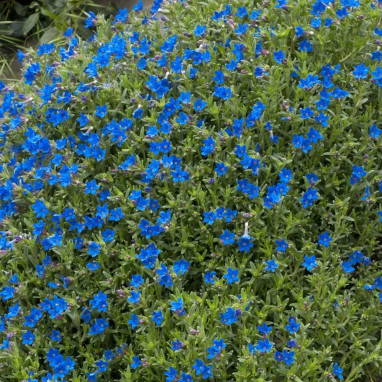 Glandora diffusa 'Heavenly Blue' - Lithodora | Achat producteur
