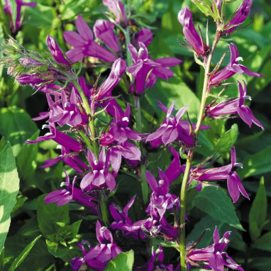 Lobelia 'Vedrariensis' - Lobelia x speciosa | Achat producteur