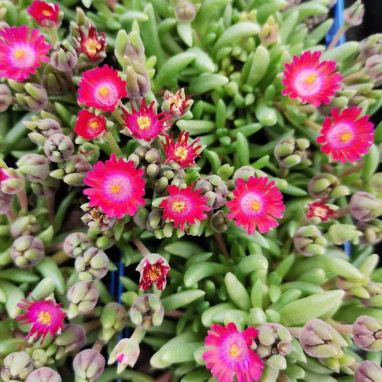 Delosperma 'JEWEL OF DESERT Grenade' | Achat direct au producteur
