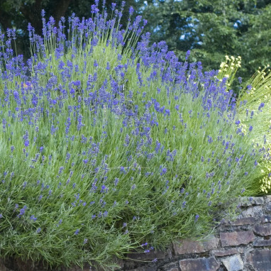 Lavandula intermedia 'Dutch' - Lavande | Achat direct au producteur