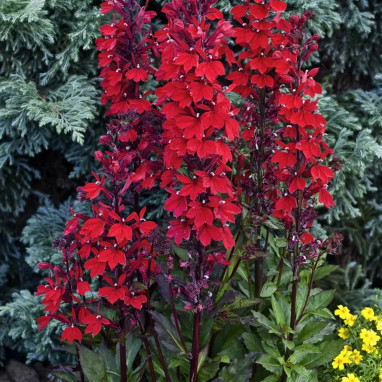 Lobelia speciosa 'Starship Scarlet' | Achat direct au producteur