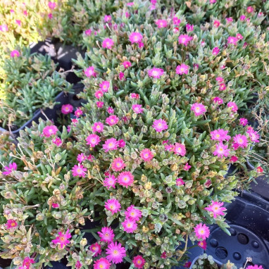 Delosperma 'Jewel of Desert Amethyst' | Achat direct au producteur