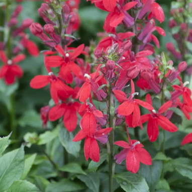 Lobelia 'Queen Victoria' - Lobelia | Achat direct au producteur