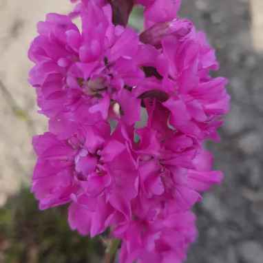 Lychnis viscaria 'Plena' - Lychnis | Achat direct au producteur