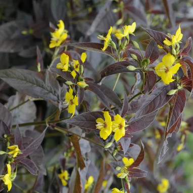 Lysimachia ciliata 'Firecracker' - Lysimachia | Achat direct au producteur