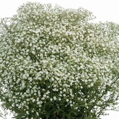 Gypsophila paniculata 'Festival White Flare' | Achat direct au producteur