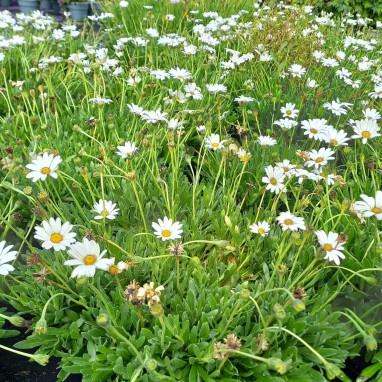 Dimorphoteca ecklonis 'Alba' - Dimorphoteca | Achat producteur