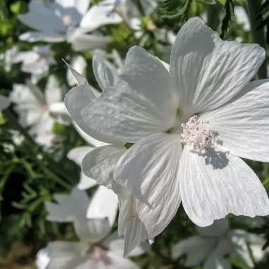 Malva moschata 'Alba' - Mauve musquée | Achat direct au producteur