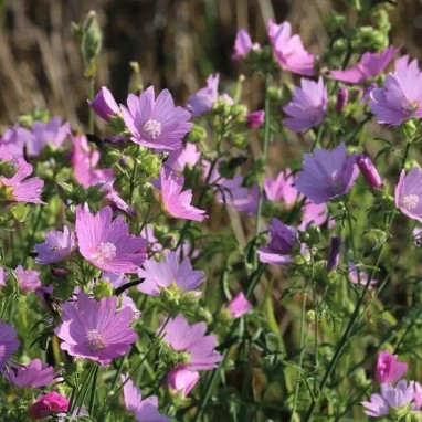 Malva moschata 'Rosea' - Mauve musquée | Achat producteur
