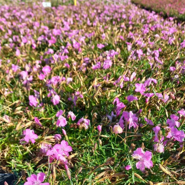 Dianthus 'Beauties Kahori Pink' - Dianthus | Achat direct au producteur