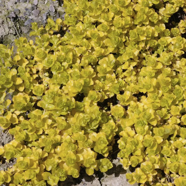Lysimachia nummularia 'Goldilocks' - Lysimachia | Achat producteur