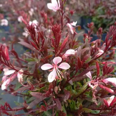 Gaura lindheimeri 'Gaudi Light Pink' - Gaura | Achat producteur