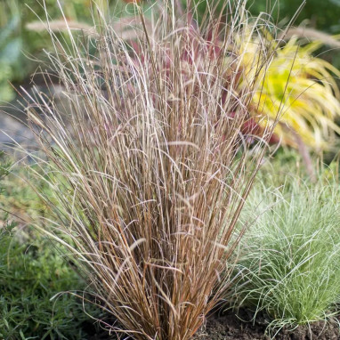Carex buchananii 'Red Rooster' - Carex | Achat direct au producteur