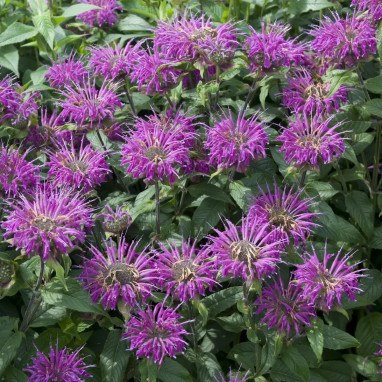 Monarda 'Blaustrumpf' - Monarda | Achat direct au producteur