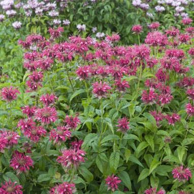 Monarda 'Cambridge Scarlet' - Monarda | Achat direct au producteur