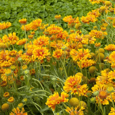 Gaillardia x grandiflora 'Arizona Apricot' | Achat direct au producteur