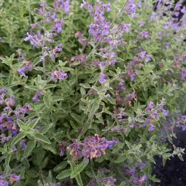 Nepeta mussinii - Népéta | Achat direct au producteur