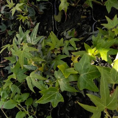 Lierre 'Needlepoint' - Hedera helix | Achat direct au producteur