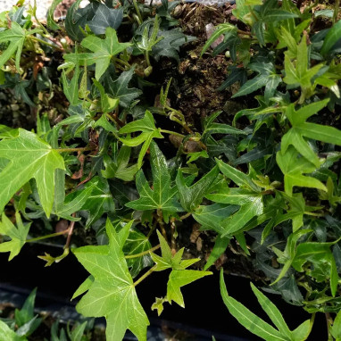Lierre 'Anita' - Hedera helix | Achat direct au producteur