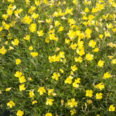 Oenothera 'African Sun' - Oenothera | Achat direct au producteur