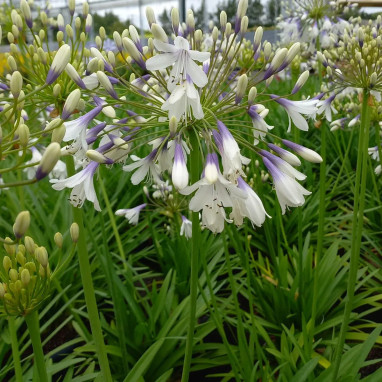Agapanthus FIREWORKS 'Everpanthus Fireworks'® | Achat producteur