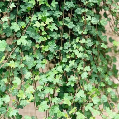 Lierre 'Duckfoot' - Hedera helix | Achat direct au producteur