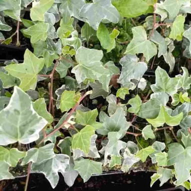 Hedera helix 'Glacier' - Lierre panaché | Achat direct au producteur