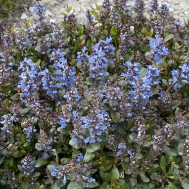 Ajuga tenorei 'Chocolate Chip' - Ajuga | Achat direct au producteur