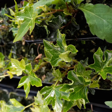 Lierre 'Ivalace' - Hedera helix | Achat direct au producteur