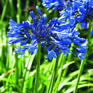Agapanthus 'Navy Blue' - Agapanthus | Achat direct au producteur