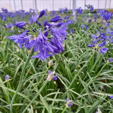 Agapanthus 'Northern Star' - Agapanthus | Achat direct au producteur