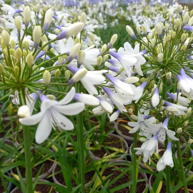 Agapanthus Twister - Agapanthus | Achat direct au producteur