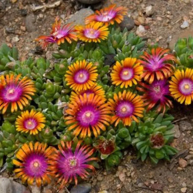 Delosperma Fire Spinner - Delosperma | Achat direct au producteur