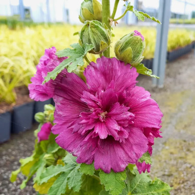 Alcea rosea 'Spring Celebrities Purple' | Achat direct au producteur