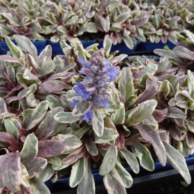 Ajuga tenorei 'Princess Nadia' - Ajuga | Achat direct au producteur
