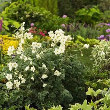 Erodium chrysanthum - Erodium | Achat direct au producteur