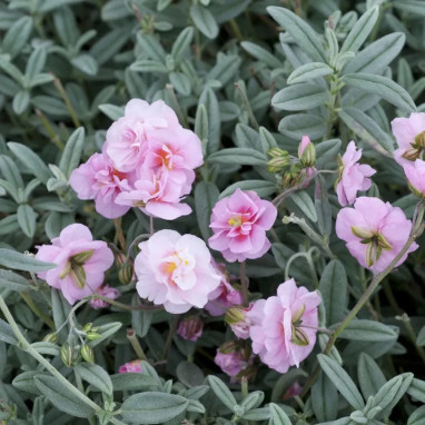 Helianthemum 'Rose of Leeswood' - Helianthemum | Achat producteur