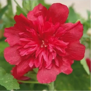 Alcea rosea 'Spring Celebrities Carmine Rose' | Achat producteur