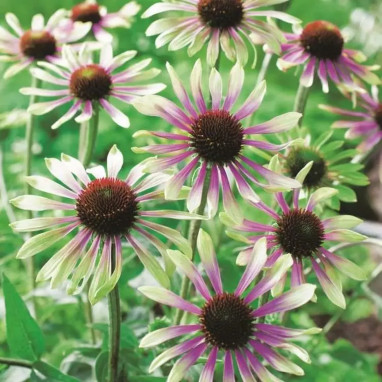 Echinacea purpurea 'Green Twister' | Achat direct au producteur