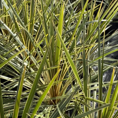 Cordyline australis 'Torbay Dazzler' | Achat direct au producteur
