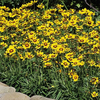 Coreopsis grandiflora 'Sunkiss' - Coreopsis | Achat direct au producteur