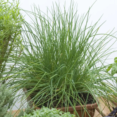 Ciboulette 'Polystar'® - Allium schoenoprasum | Achat producteur