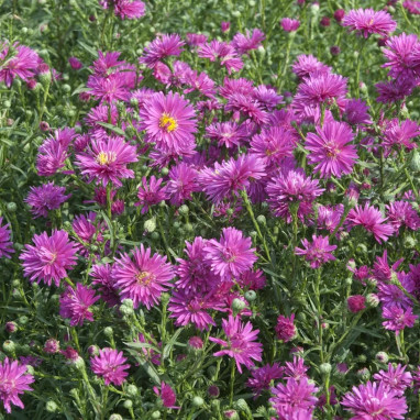 Aster 'Freda Ballard' - Symphyotrichum | Achat direct au producteur